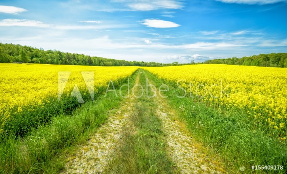 Picture of Swedish rape field in May
